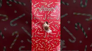 Trying the viral Christmas wrapping paper photoshoot with my dog 😍 #dogshorts #holidaysonshorts