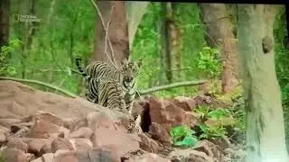 Tiger Queen of Taru |Part -01