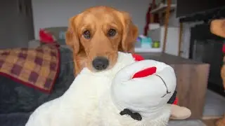 My golden retriever reunites with Lamb Chop 🐑