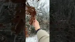 Kentucky Ice Storm 2022! #farmlife #storm #kentucky #winter #frozen #shorts