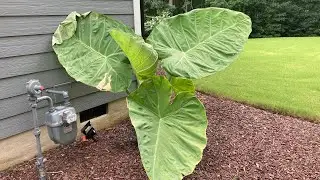 Leucocasia “Thai Giant” Elephant Ears 3 Month Update