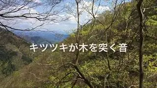 キツツキが木を突く音