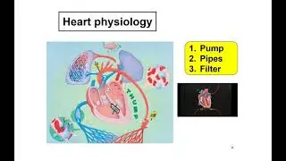 Inflammation and the Resolution of Inflammation in Heart Failure: Preclinical and Clinical Findings