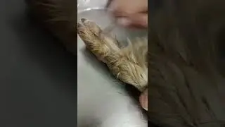 Bakrey ka paya saaf karne ka tarika...muslim style