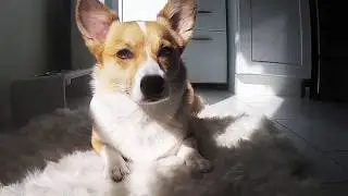 Security Camera Dog Camera | | Smart Dog Alerts