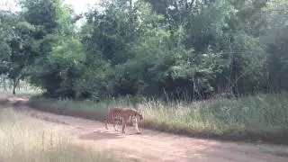 Tigress - Choti Tara sighting at Tadoba Tiger Reserve