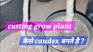 cutting grow adenium plant ka caudex mota hota hai ki nahi 🌳 #garden #plants 