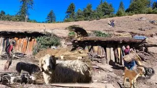 Best Himalayan Shepherd Life | Peaceful And Relaxing Village Life in the Mountains||