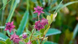 Marsh Cinquefoil (17 July 2022)