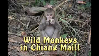 Wild Monkeys, Caves, Springs, and Long Neck Village - Chiang Mai - Episode 65