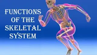 FUNCTIONS OF THE SKELETAL SYSTEM - #HumanAnatomyAndPhysiologyClass