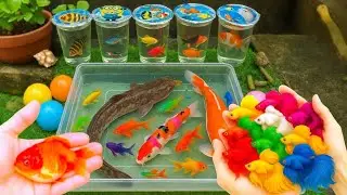 🐟🐢 Amazing Surprise Eggs Unboxing &ndash; More Colorful Fish, Koi Fish & Betta Fish, Catfish, Turtle.2