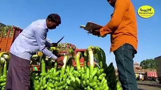 மிரள வைக்கும் கோயம்பேடு வாழைப்பழ மார்க்கெட் |India's Biggest Banana Market l Wholesale Banana Market
