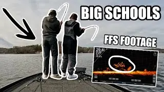 Гигантский пятнистый окунь Кооса на Livescope (видео с Live FFS) [4K]