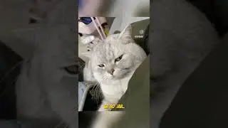 funny cat's