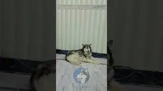 #husky, #huskypuppy, #huskylove, #huskylife, #siberianhusky, #huskies, #huskygram, #huskylovers, ❤️