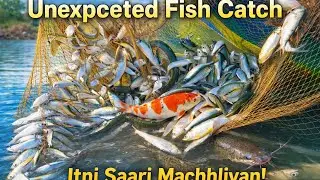Unexpected Fish Catch Itni Saari Machhliyan Ek Jaal Mein 😲