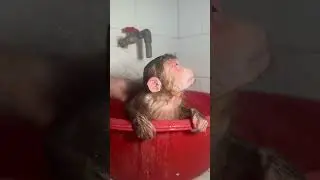 Cute Nana Monkey #cute #cutemonkey #babymonkey #monkey #nanamonkey
