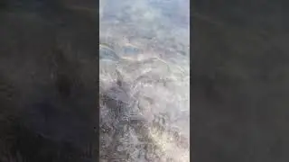 Gone to the beach to catch fish and chase seashells. #shortvideo #beach #shell #fishing #waves