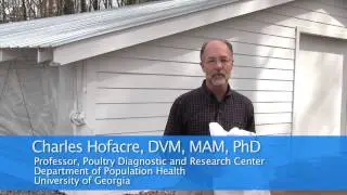 Antibiotic Use in the Poultry Industry: Why Are Antibiotics Given to Poultry?