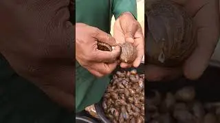 Good training & quality snails frm a trusted snail farmer;  the only way to profitable snail farming