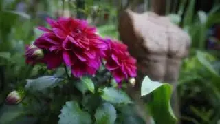 Wendy's garden May 2021