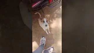 Gaon Ka Deshi Kutta 🐕 | Loyal Village Dog Story | Desi Dog Vlog @mrdky