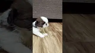 Shih Tzu puppy crying#shorts #short #viral #trending #youtubeshorts #puppy