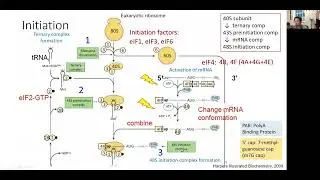 Translation initiation