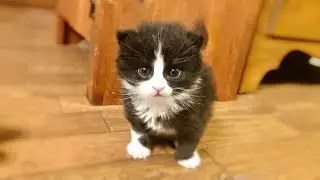 【保護猫】家の近くで保護した子猫が可愛すぎる件　[rescue cat]
