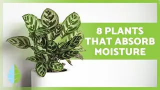 8 РАСТЕНИЙ, КОТОРЫЕ ПОГЛОЩАЮТ ВЛАГУ 🌿💧 Названия и уход за ними!