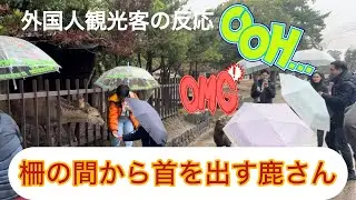 柵の間から首を出す鹿さん🦌外国人観光客の反応は⁉️NARA  PARK