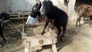 Where is the market for large animals? Watch the full video. If you like the video, like it too.
