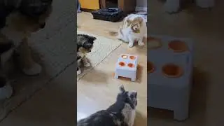 Новая игрушка котодеткам)) #cat #shorts #catgames  #рекомендации 