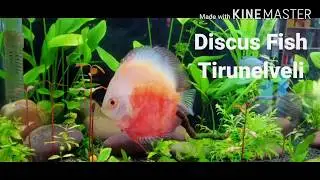 Discus fish collections available/Rainbow/Aquarium tirunelveli