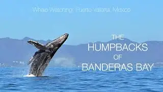 Humpback Whales, Banderas Bay, Puerto Vallarta, Mexico. February 2025