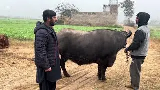 چانک ملنے والی بَھینس آج لے گئے | مکمل واقعہ | Village