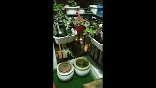 My Small Balcony Garden Decoration || Indoor /Outdoor Plants || Beautiful View from Balcony