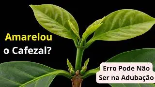 EP15P0: Mangan&ecirc;s no Cafeeiro: Defici&ecirc;ncia, Diagn&oacute;stico e Corre&ccedil;&atilde;o do Amarelamento em Folhas Maduras