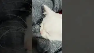 Blanket & pillow&hellip; winter nap essentials...!! #cat #kitten #paws