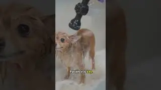 Fun Water Games for Your Pet!