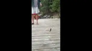 Mink Dive