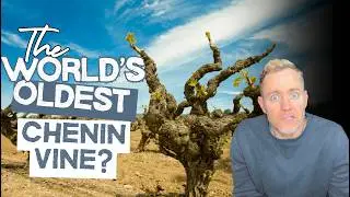 The World's Oldest Chenin Blanc Vines | Force Celeste Chenin Blanc 2024 | HANtv S05.Ep16