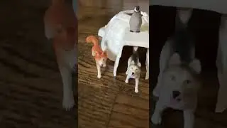 Me when I get Schleich #schleich #shortsfeed #shorts #fyp #dog #funny #viral