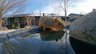 A squirrel drinking water - in slow motion! DJI Osmo Nano.