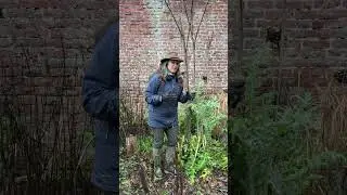 Познакомьтесь с гигантами моего сада, идеально подходящими для сухого, солнечного места. #вдохнов...