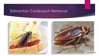 DSA PEST CONTROL EDMONTON