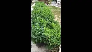 Благоустройство Stay Forest Park