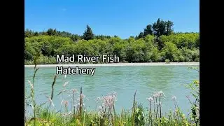 Mad River Fish Hatchery in Blue Lake, California #madriver #fishhatchery