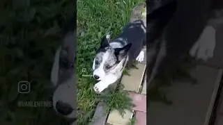 Вельш Корги Кардиган девочка 2,5 месяца Викки #corgi
